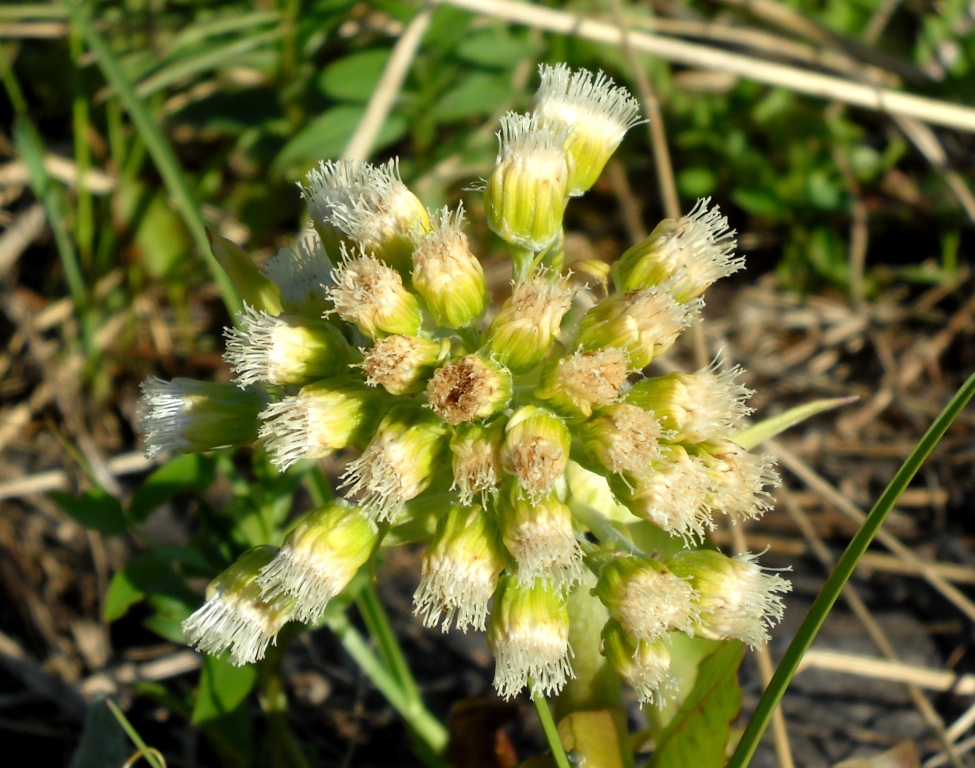 Image of Petasites spurius specimen.