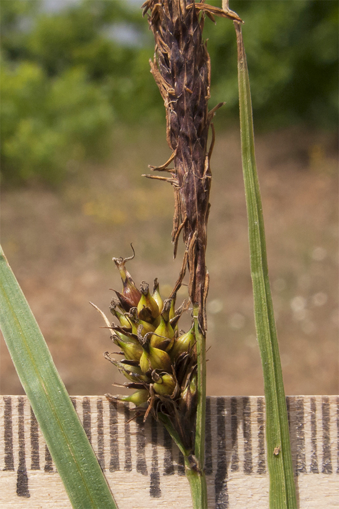 Image of Carex melanostachya specimen.