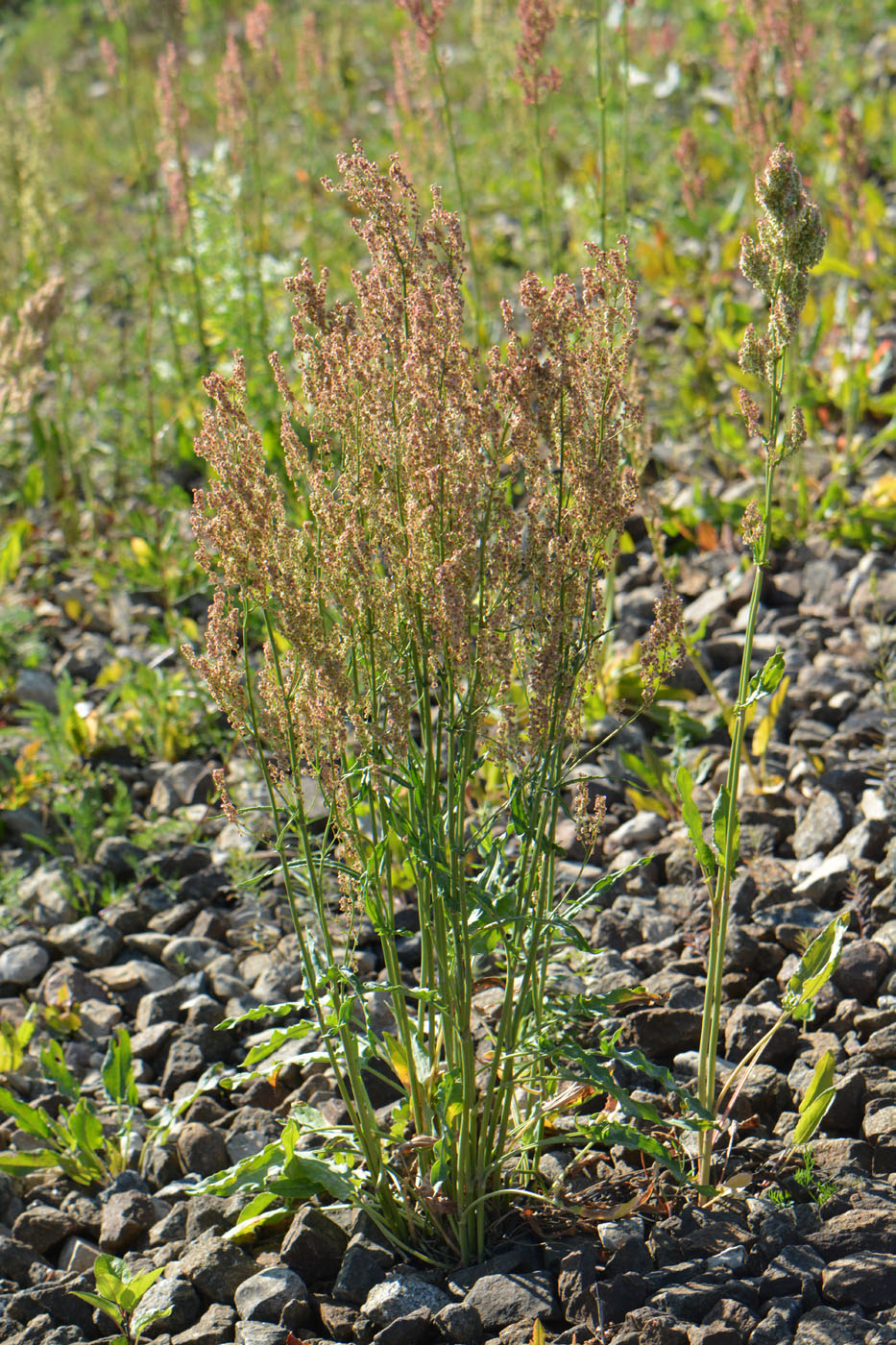 Image of Rumex thyrsiflorus specimen.