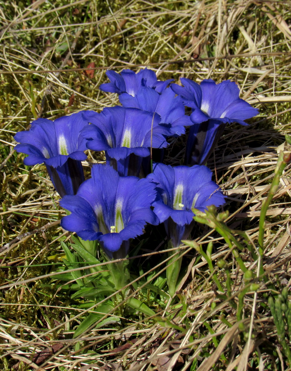 Image of Gentiana grandiflora specimen.