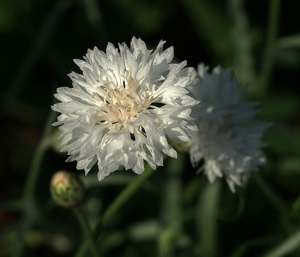 Image of Centaurea cyanus specimen.