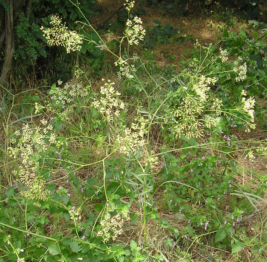 Изображение особи Falcaria vulgaris.