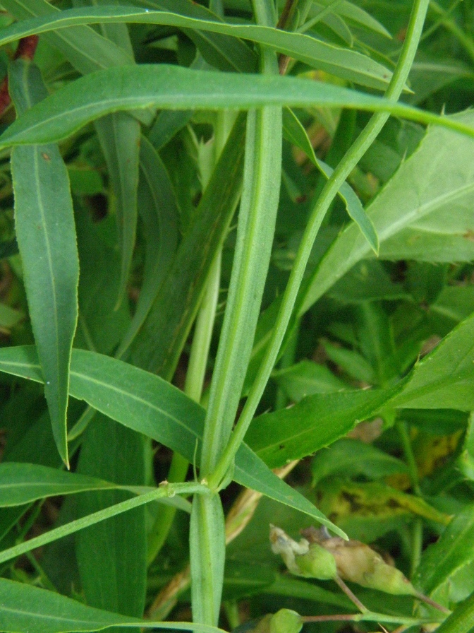 Image of Lathyrus incurvus specimen.