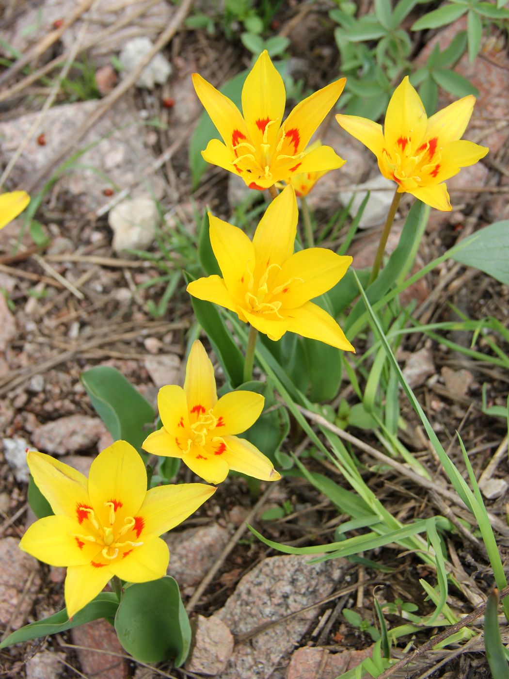 Image of Tulipa tschimganica specimen.