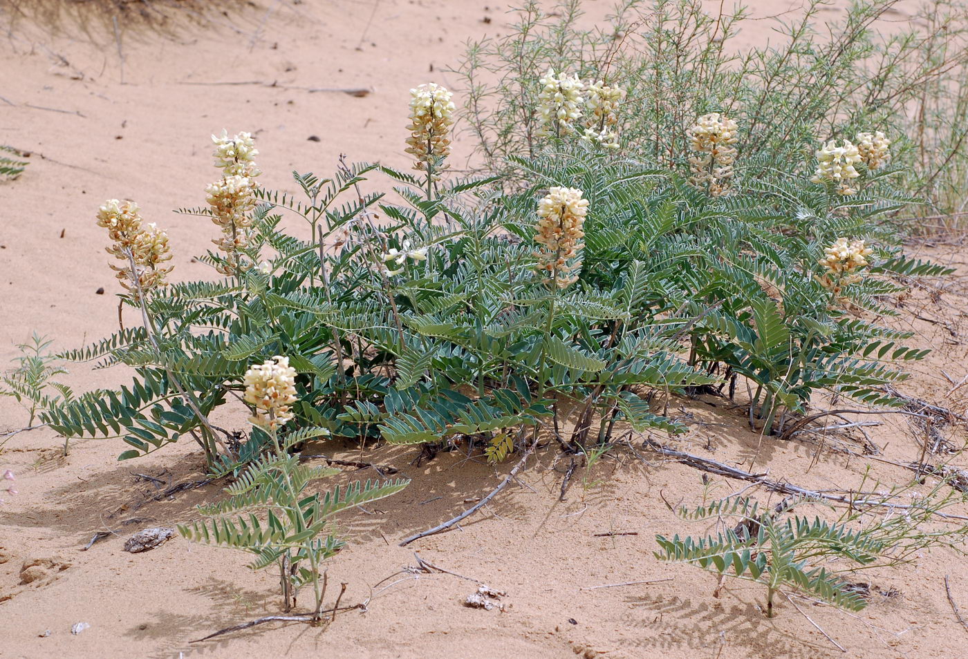 Image of Pseudosophora alopecuroides specimen.