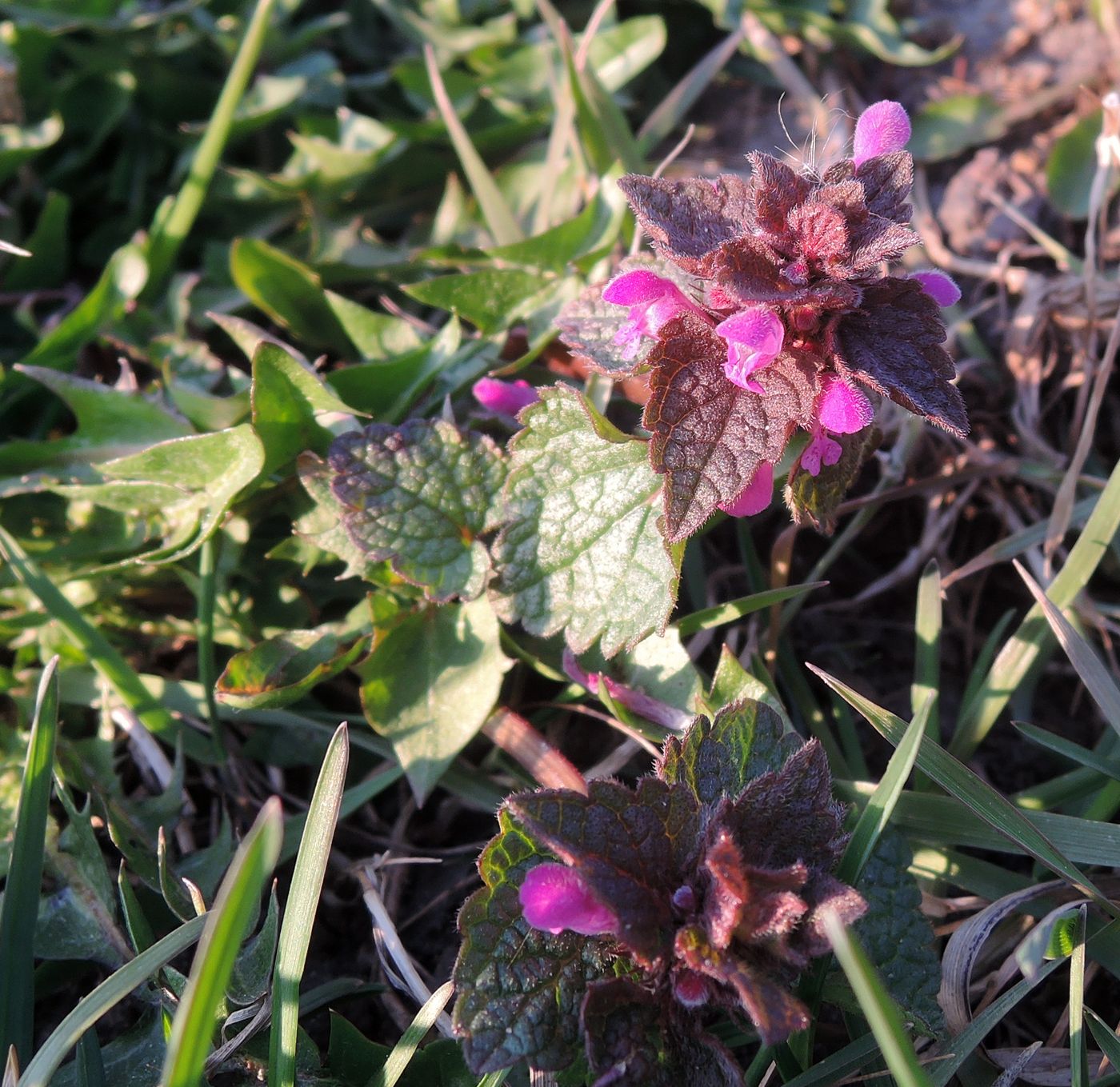 Image of Lamium purpureum specimen.