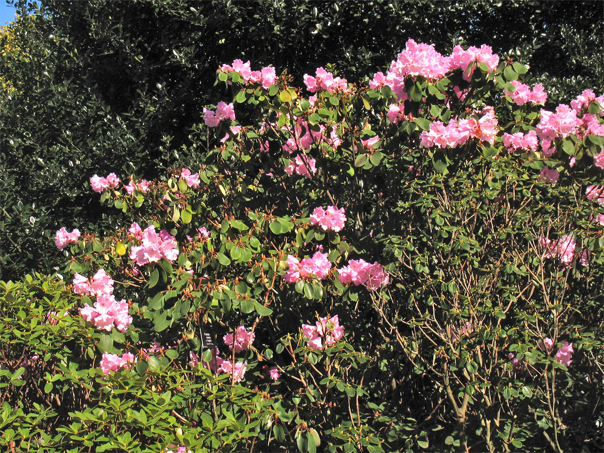 Image of Rhododendron oreodoxa var. fargesii specimen.