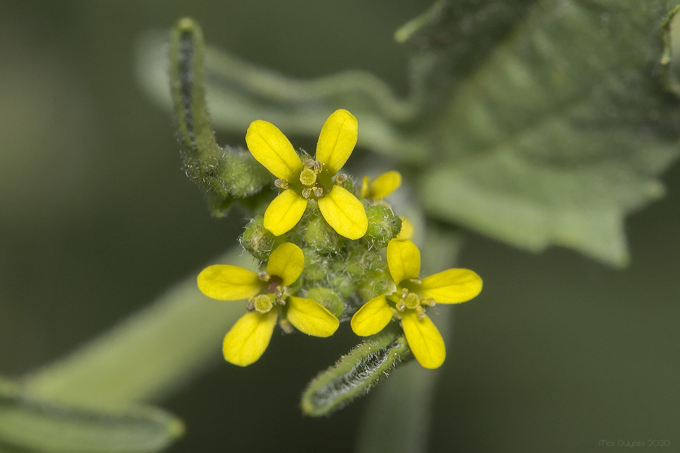 Изображение особи Sisymbrium officinale.