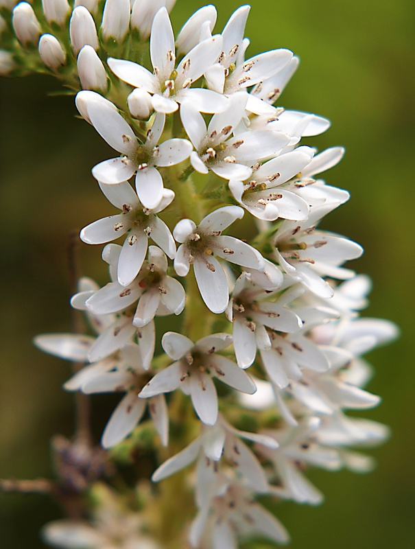 Image of Lysimachia barystachys specimen.