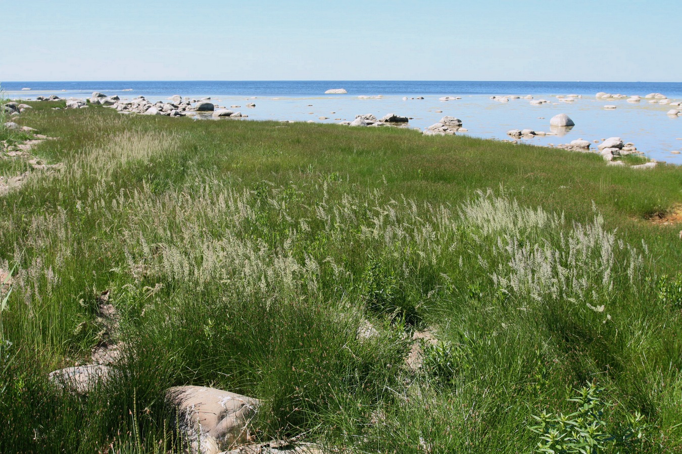 Image of Calamagrostis groenlandica specimen.