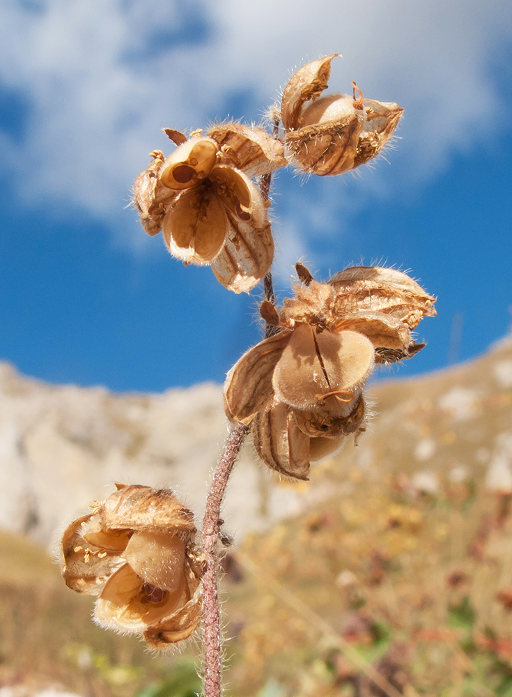 Image of Helianthemum ovatum specimen.