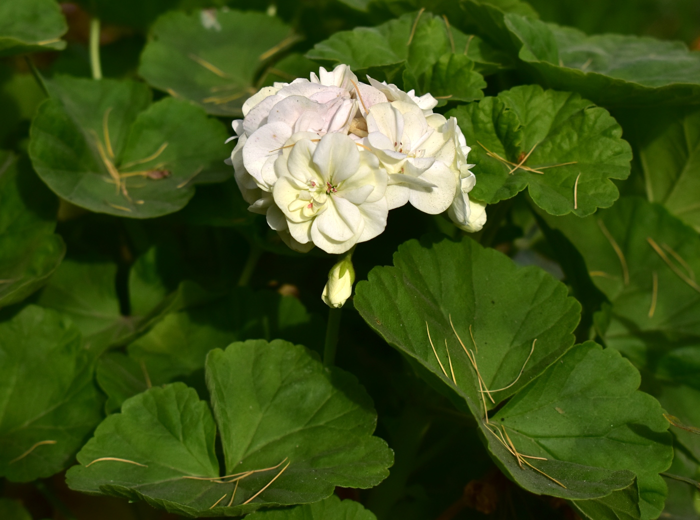 Изображение особи Pelargonium hortorum.