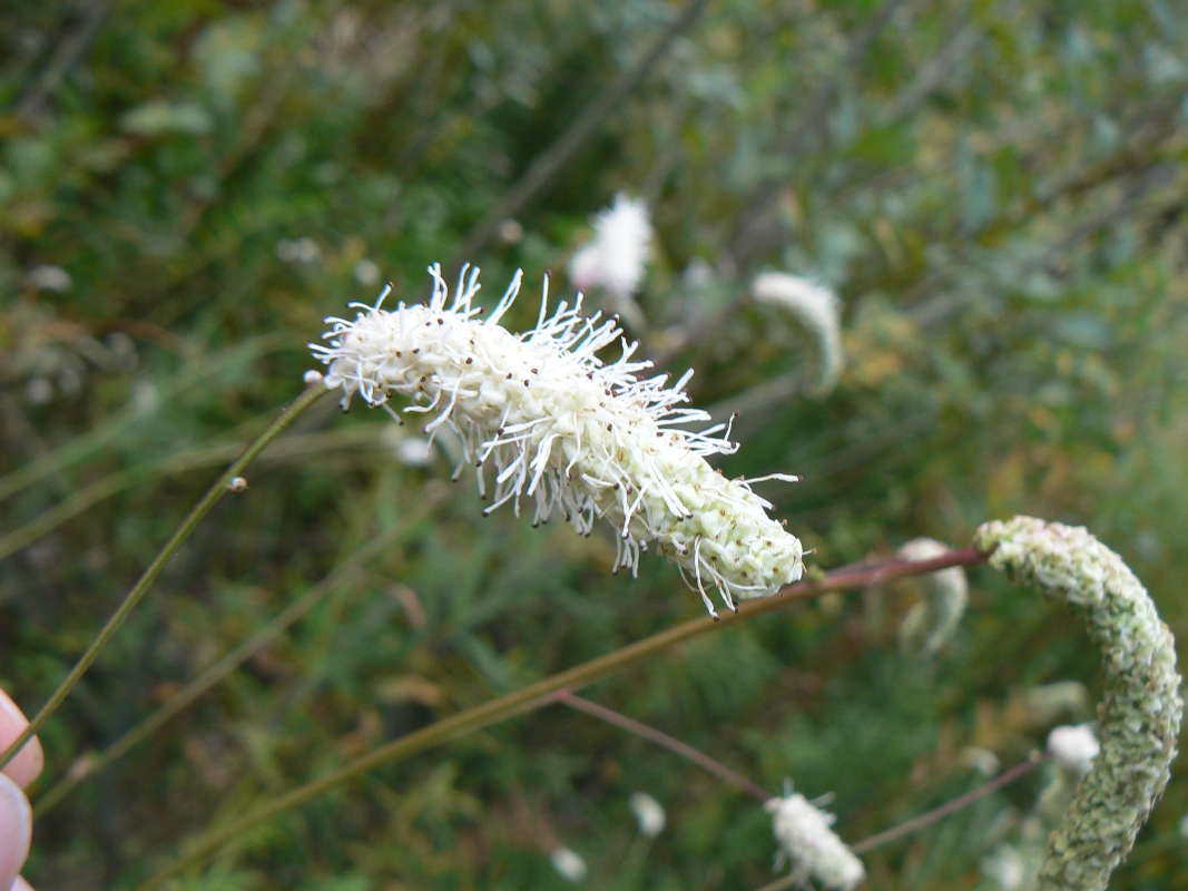 Image of Sanguisorba parviflora specimen.