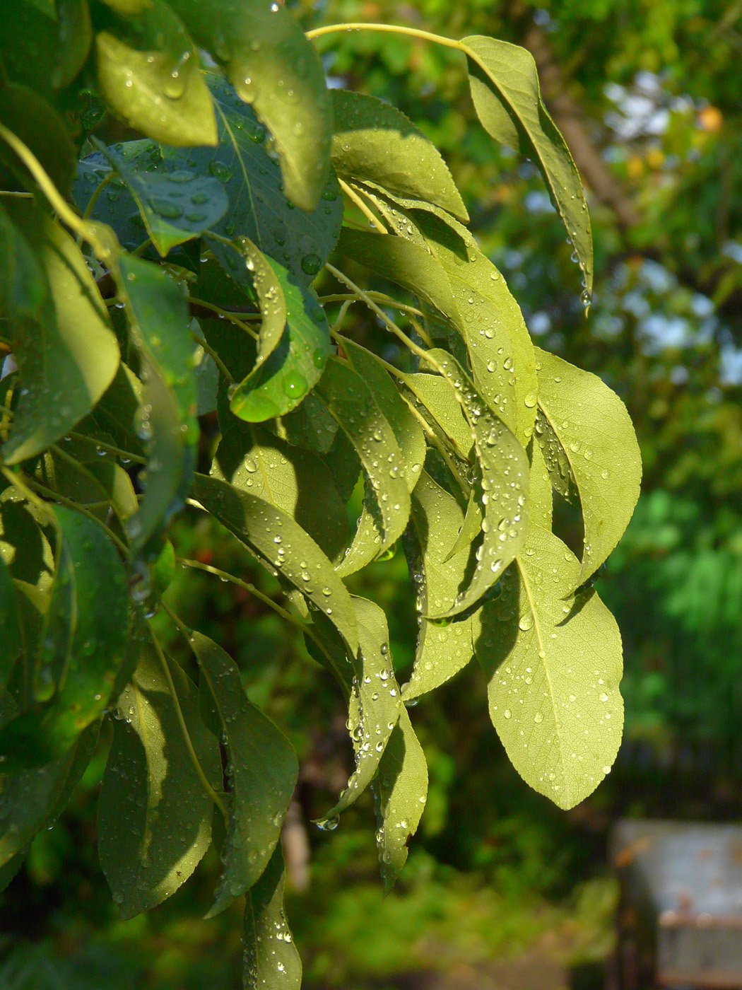 Изображение особи Pyrus communis.