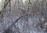 Betula platyphylla. Части крон, обломанных после ледяного дождя. Приморский край, г. Владивосток. 22.11.2020.