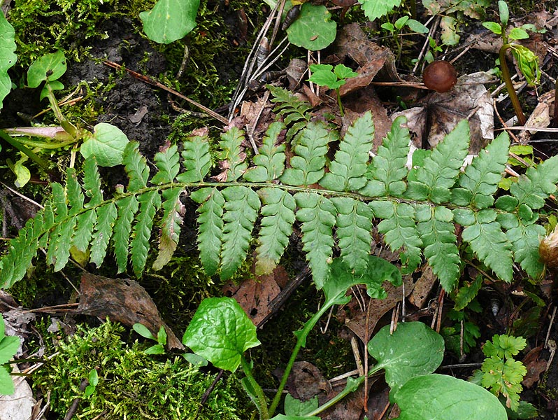 Image of Polystichum &times; luerssenii specimen.