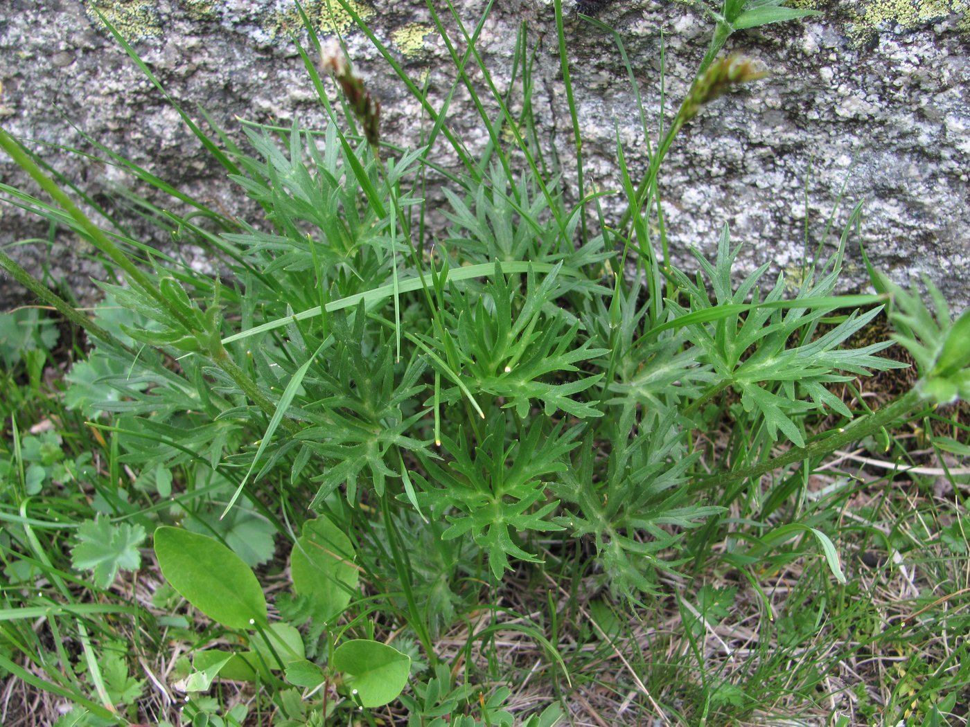 Изображение особи Anemonastrum speciosum.