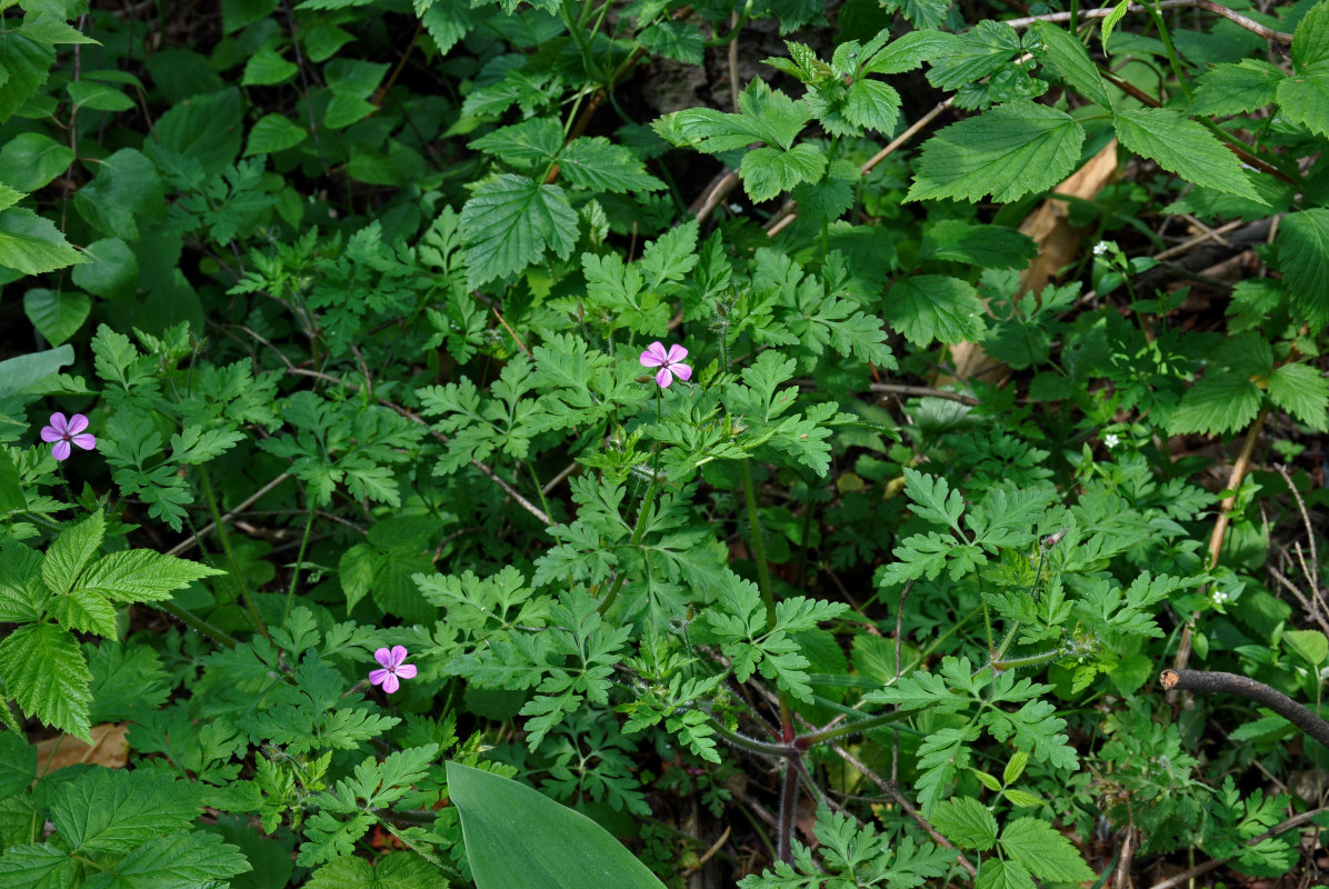 Image of Geranium robertianum specimen.