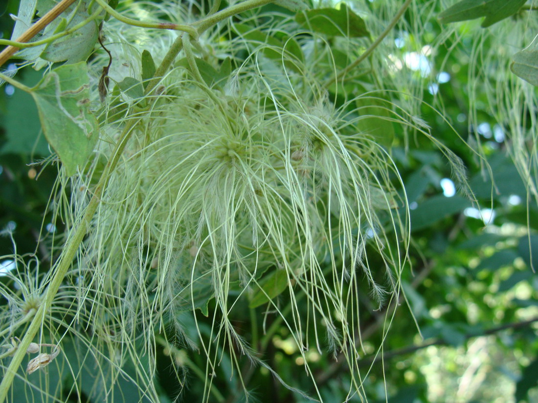 Image of Clematis orientalis specimen.