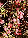 Berberis wilsonii