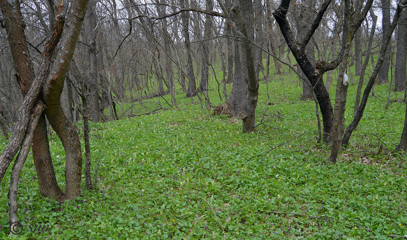 Image of Corydalis marschalliana specimen.