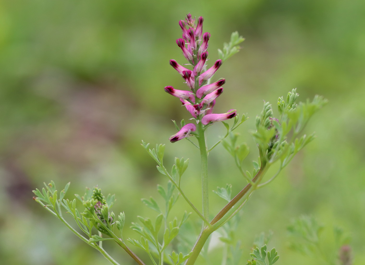 Image of Fumaria officinalis specimen.