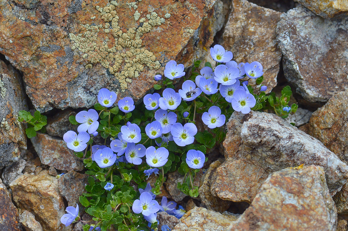 Image of Veronica minuta specimen.