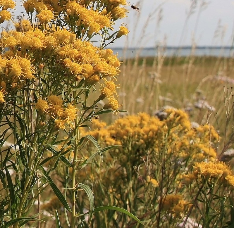 Image of Galatella biflora specimen.