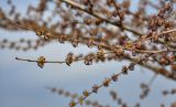 Ulmus pumila. Побег с соцветиями. Волгоградская обл., Калачёвский р-н, северное побережье Береславского водохранилища, окраина поля. 15.04.2021.