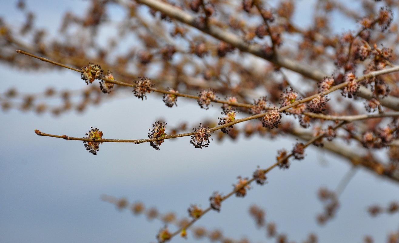 Изображение особи Ulmus pumila.