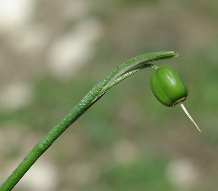 Image of Galanthus caspius specimen.