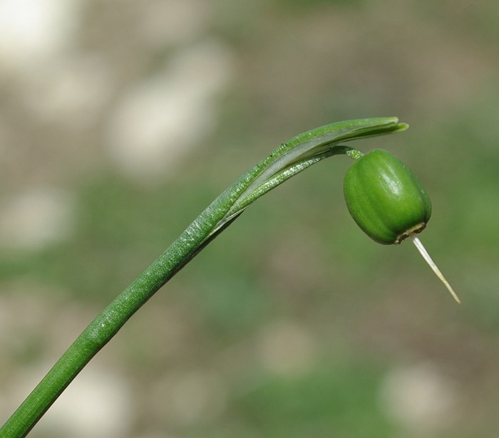 Изображение особи Galanthus caspius.