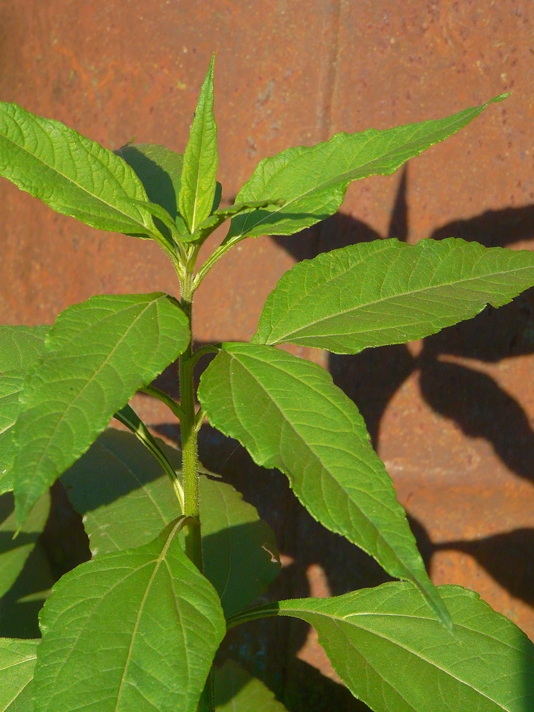 Image of Helianthus tuberosus specimen.