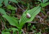 Cypripedium guttatum. Верхушка расцветающего растения. Красноярский край, Берёзовский р-н, национальный парк \"Красноярские Столбы\", Центральные Столбы, смешанный лес. 05.06.2022.