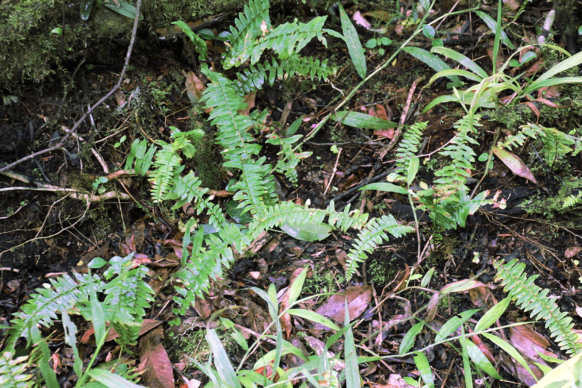 Image of class Polypodiopsida specimen.