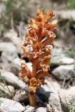 Orobanche alba подвид xanthostigma. Цветущее растение. Дагестан, Левашинский р-н, окр. с. Цудахар, каменистый склон. 29 мая 2022 г.