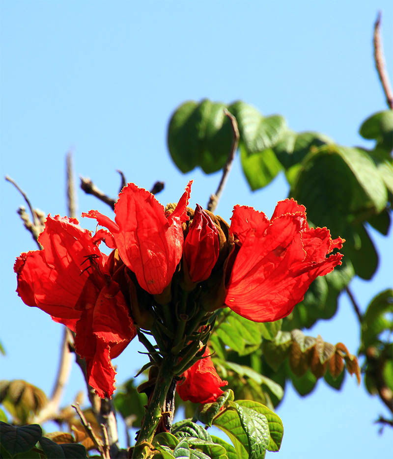 Image of Spathodea campanulata specimen.