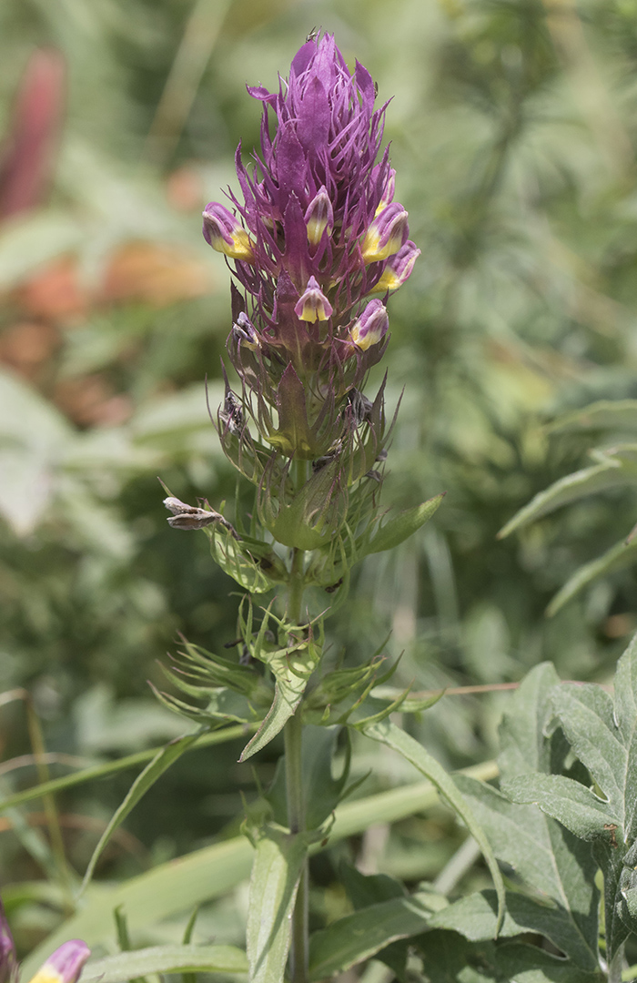 Image of Melampyrum arvense specimen.