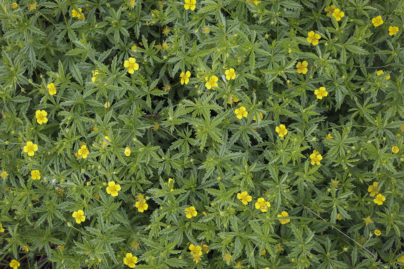 Image of Potentilla erecta specimen.