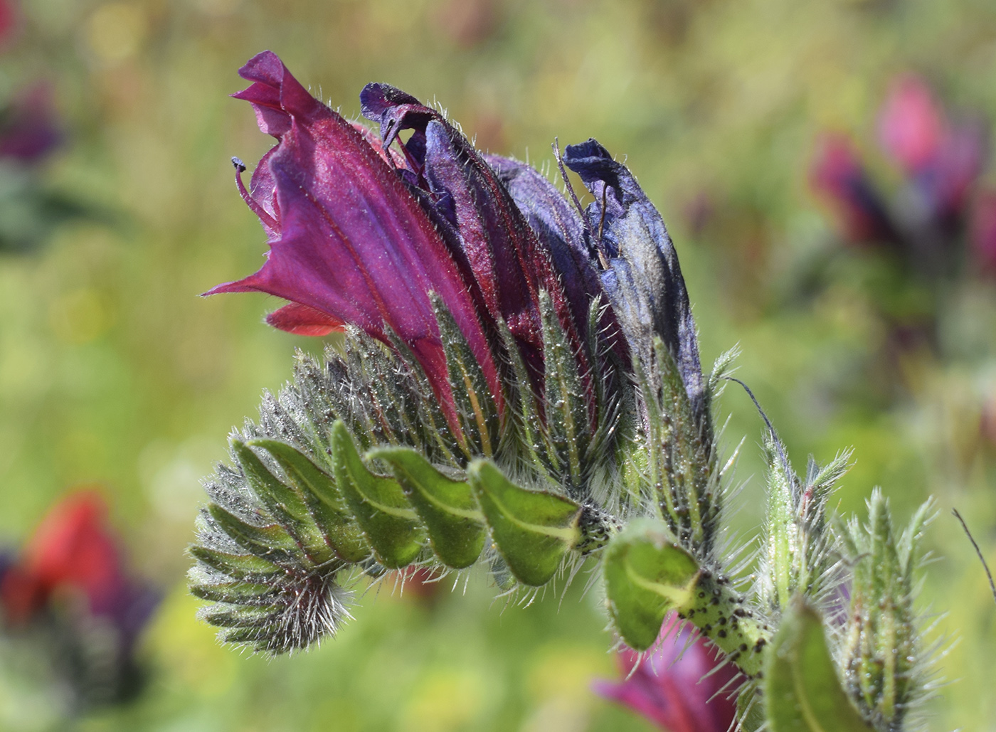 Image of Echium creticum specimen.