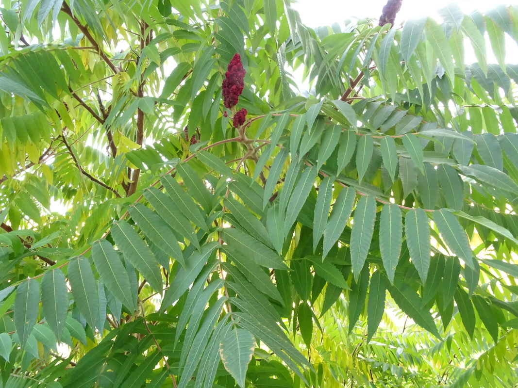 Image of Rhus typhina specimen.