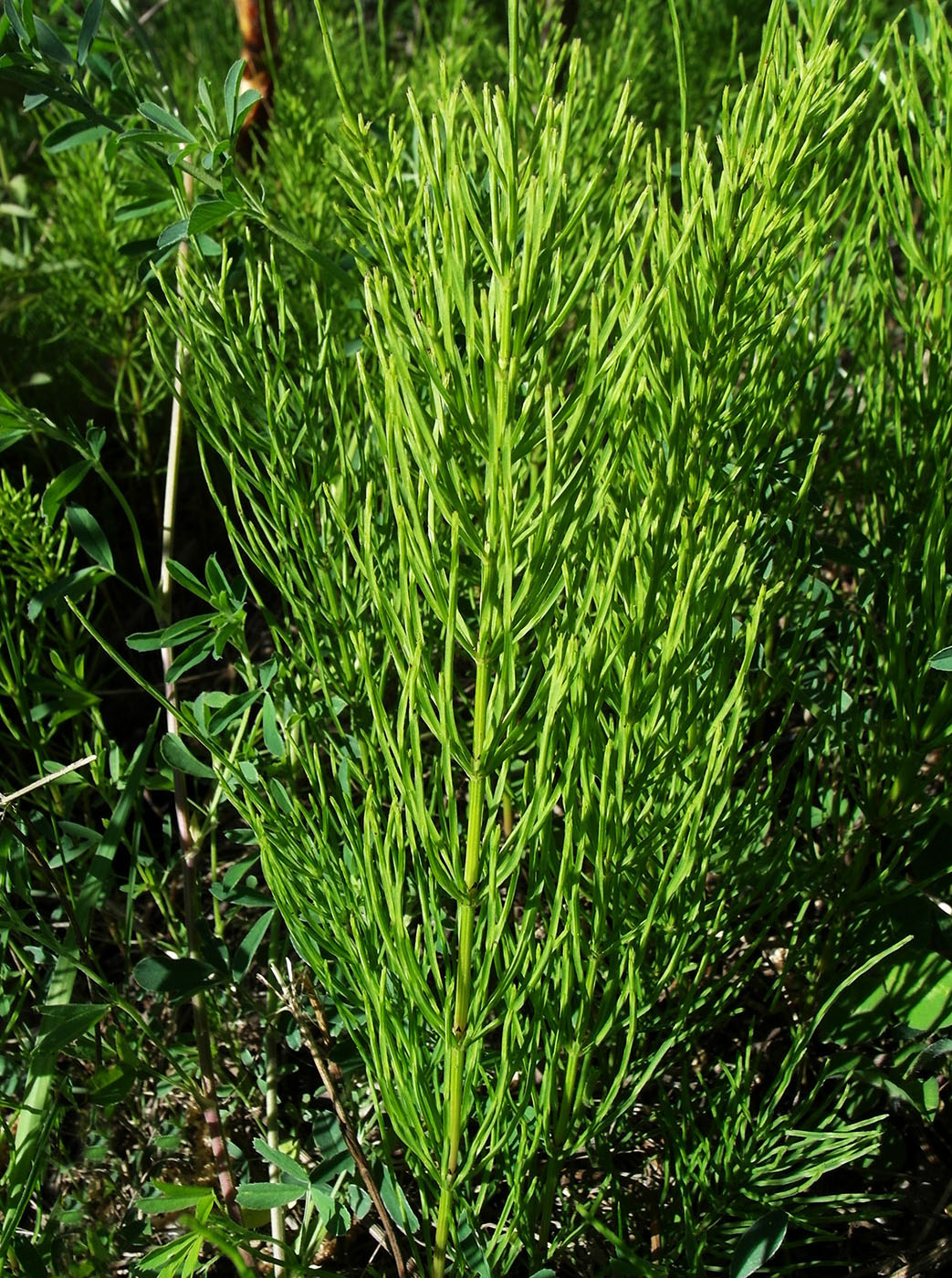 Изображение особи Equisetum arvense.