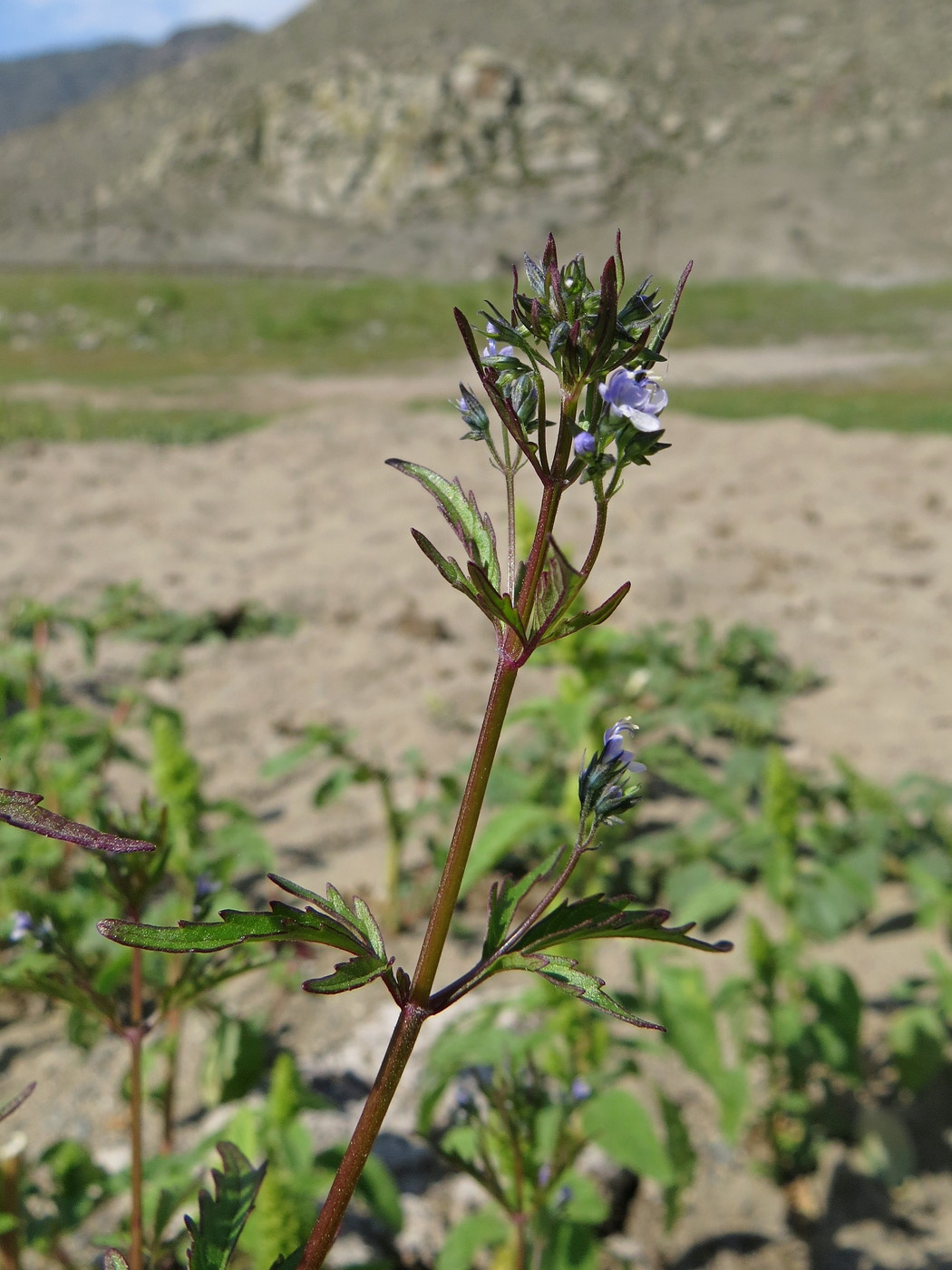 Image of Amethystea caerulea specimen.