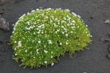 Смотреть изображение Minuartia macrocarpa