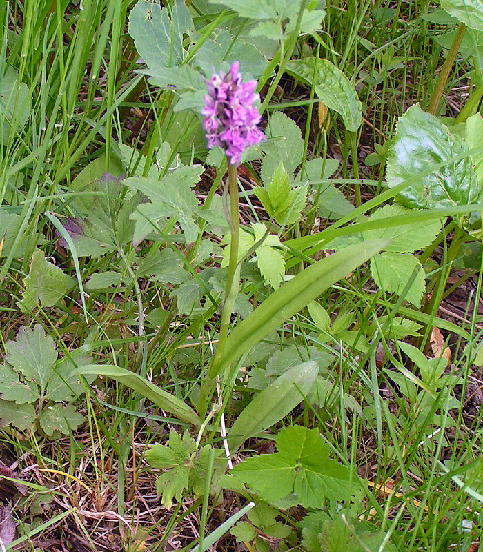 Изображение особи Dactylorhiza sibirica.