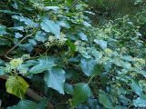 genus Hedera. Побеги с соцветиями на разных стадиях развития. Краснодарский край, окр. г. Сочи, подъём к Орлиным скалам, опушка лиственного леса. 09.09.2022.