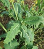 Смотреть изображение Brassica campestris