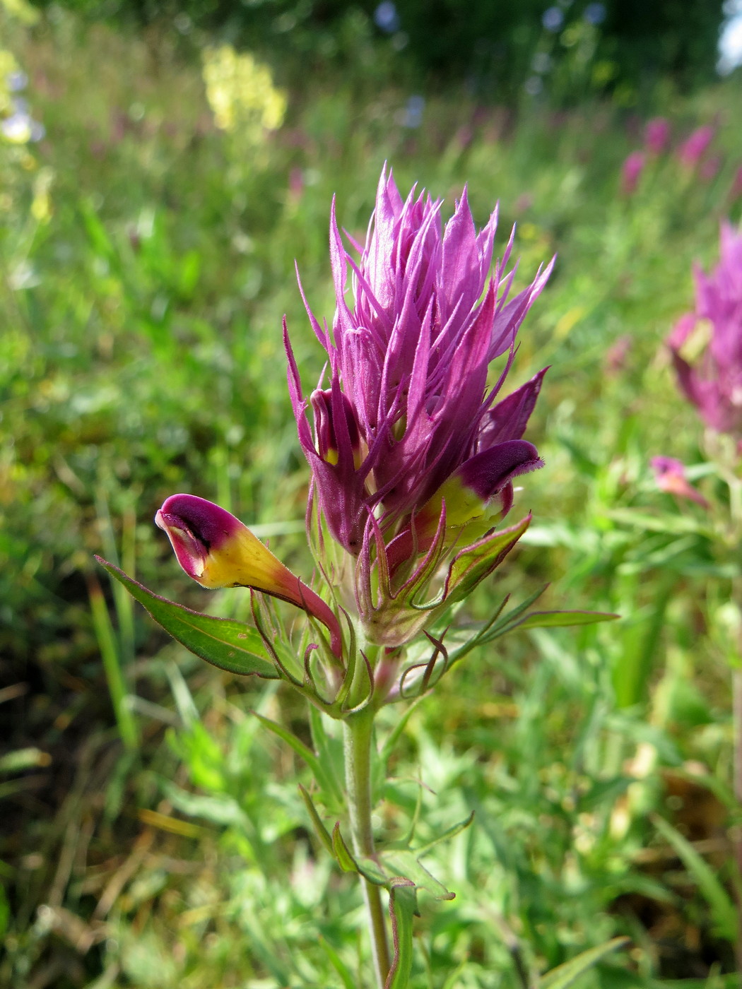 Image of Melampyrum arvense specimen.