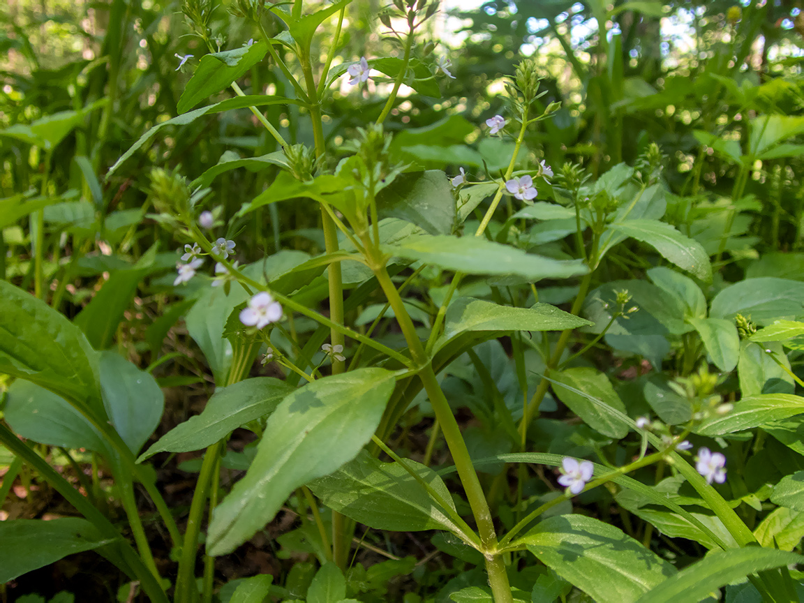 Image of Veronica anagallis-aquatica specimen.