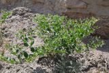 Zygophyllum oxianum. Цветущее растение. Таджикистан, Согдийская обл., горы Окбель, лёссовый склон. 7 мая 2023 г.